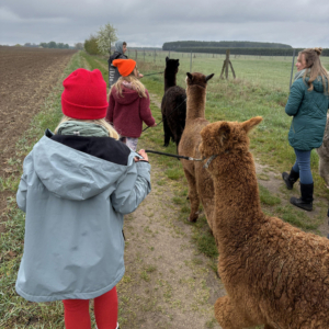 Alpakawanderung