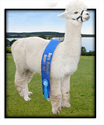 Snowmass Quechua’s Innovation